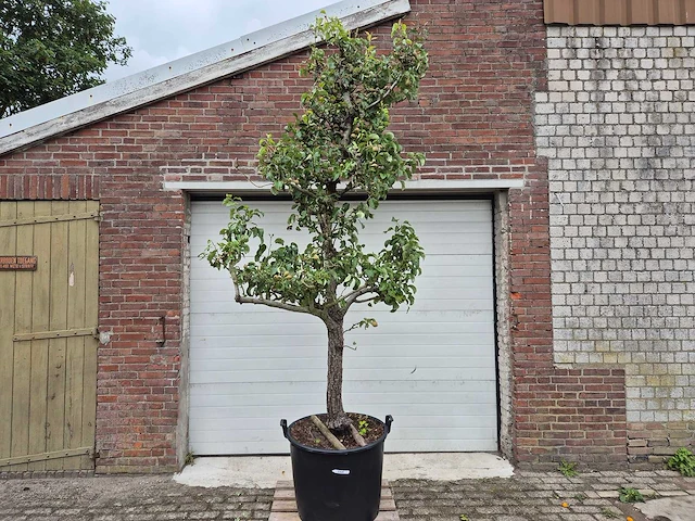 Perenboom conference - fruit tree - pyrus communis - hoogte ca. 300cm - afbeelding 1 van  6