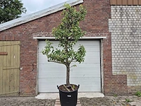 Perenboom conference - fruit tree - pyrus communis - hoogte ca. 300cm - afbeelding 1 van  6
