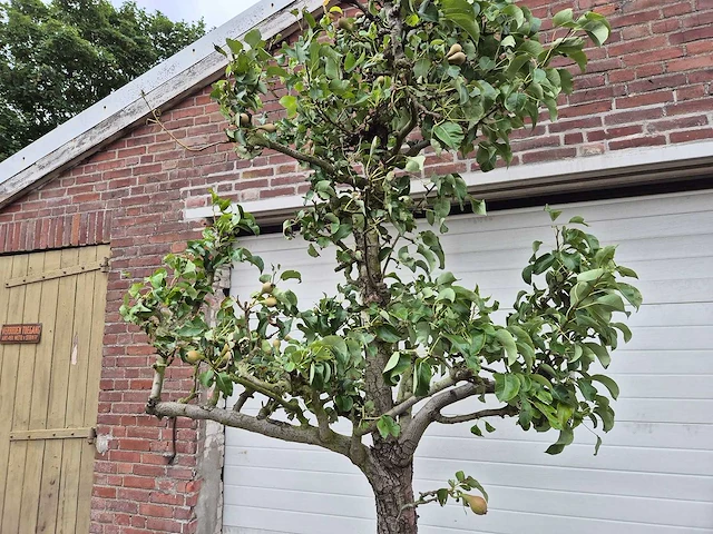 Perenboom conference - fruit tree - pyrus communis - hoogte ca. 300cm - afbeelding 2 van  6