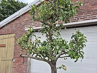Perenboom conference - fruit tree - pyrus communis - hoogte ca. 300cm - afbeelding 2 van  6