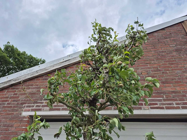 Perenboom conference - fruit tree - pyrus communis - hoogte ca. 300cm - afbeelding 3 van  6