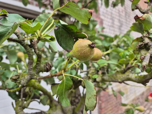 Perenboom conference - fruit tree - pyrus communis - hoogte ca. 300cm - afbeelding 4 van  6