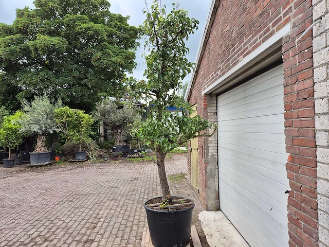 Perenboom conference - fruit tree - pyrus communis - hoogte ca. 300cm - afbeelding 5 van  6