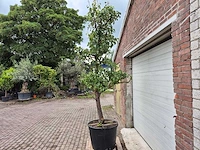 Perenboom conference - fruit tree - pyrus communis - hoogte ca. 300cm - afbeelding 5 van  6