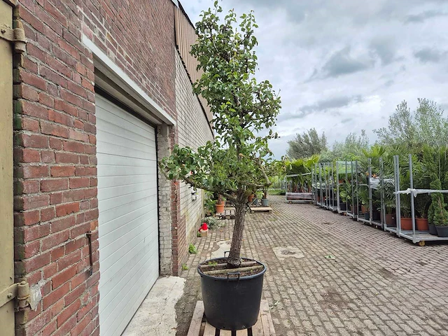Perenboom conference - fruit tree - pyrus communis - hoogte ca. 300cm - afbeelding 6 van  6