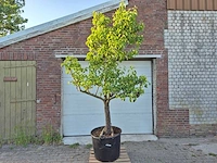 Perenboom conference - fruit tree - pyrus communis - hoogte ca. 300cm - afbeelding 1 van  6