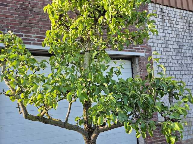 Perenboom conference - fruit tree - pyrus communis - hoogte ca. 300cm - afbeelding 2 van  6