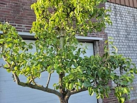Perenboom conference - fruit tree - pyrus communis - hoogte ca. 300cm - afbeelding 2 van  6