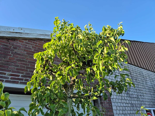 Perenboom conference - fruit tree - pyrus communis - hoogte ca. 300cm - afbeelding 3 van  6