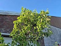 Perenboom conference - fruit tree - pyrus communis - hoogte ca. 300cm - afbeelding 3 van  6