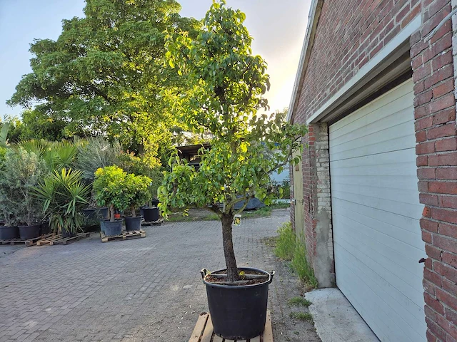Perenboom conference - fruit tree - pyrus communis - hoogte ca. 300cm - afbeelding 4 van  6