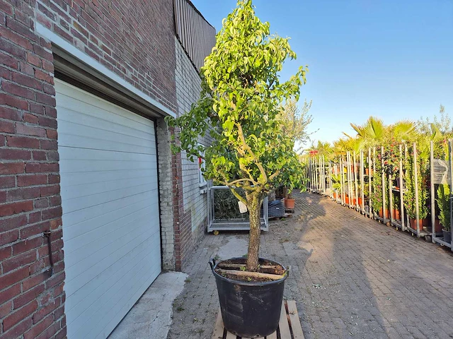 Perenboom conference - fruit tree - pyrus communis - hoogte ca. 300cm - afbeelding 5 van  6