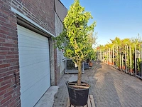 Perenboom conference - fruit tree - pyrus communis - hoogte ca. 300cm - afbeelding 5 van  6