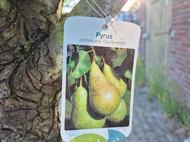 Perenboom conference - fruit tree - pyrus communis - hoogte ca. 300cm - afbeelding 6 van  6