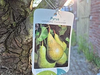 Perenboom conference - fruit tree - pyrus communis - hoogte ca. 300cm - afbeelding 6 van  6