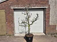 Perenboom conference - pyrus communis - hoogte ca. 200 cm - afbeelding 1 van  5