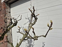Perenboom conference - pyrus communis - hoogte ca. 200 cm - afbeelding 5 van  5