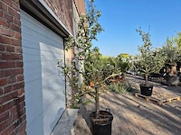 Perenboom conference - pyrus communis - hoogte ca. 200 cm - afbeelding 5 van  6