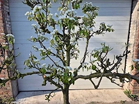 Perenboom conference - pyrus communis - hoogte ca. 200 cm - afbeelding 2 van  4