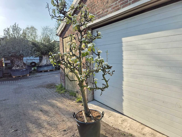 Perenboom conference - pyrus communis - hoogte ca. 200 cm - afbeelding 5 van  5