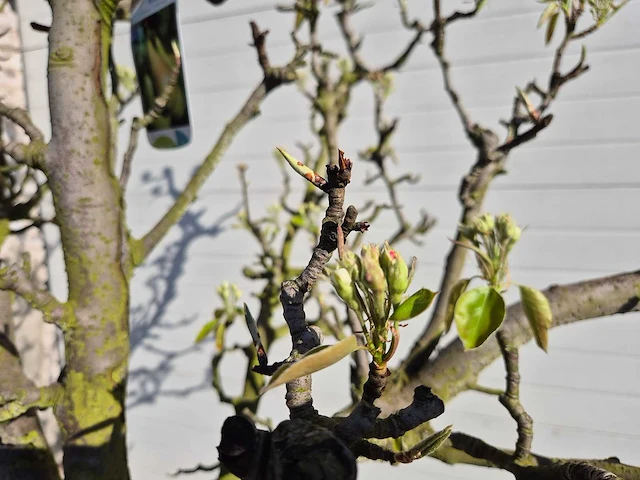 Perenboom conference - pyrus communis - hoogte ca. 250 cm - afbeelding 4 van  7