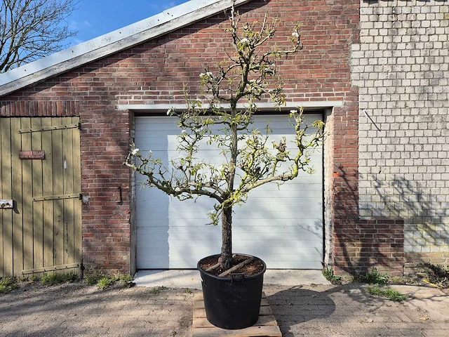 Perenboom conference - pyrus communis - hoogte ca. 250 cm - afbeelding 1 van  8