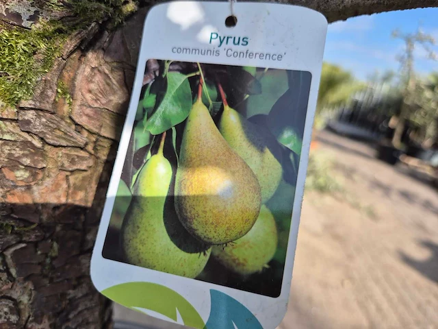 Perenboom conference - pyrus communis - hoogte ca. 250 cm - afbeelding 5 van  8