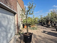 Perenboom conference - pyrus communis - hoogte ca. 250 cm - afbeelding 8 van  8