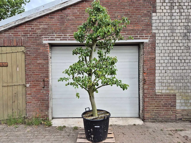 Perenboom doyenne du comice - fruit tree - pyrus communis - hoogte ca. 280cm - afbeelding 1 van  6