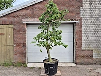 Perenboom doyenne du comice - fruit tree - pyrus communis - hoogte ca. 280cm - afbeelding 1 van  6