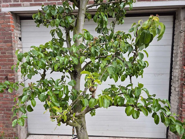 Perenboom doyenne du comice - fruit tree - pyrus communis - hoogte ca. 280cm - afbeelding 2 van  6