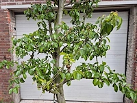 Perenboom doyenne du comice - fruit tree - pyrus communis - hoogte ca. 280cm - afbeelding 2 van  6
