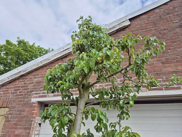 Perenboom doyenne du comice - fruit tree - pyrus communis - hoogte ca. 280cm - afbeelding 3 van  6