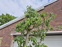 Perenboom doyenne du comice - fruit tree - pyrus communis - hoogte ca. 280cm - afbeelding 3 van  6