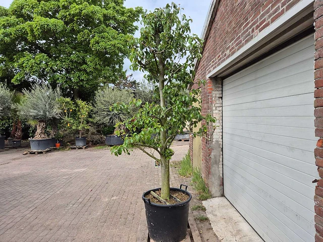 Perenboom doyenne du comice - fruit tree - pyrus communis - hoogte ca. 280cm - afbeelding 4 van  6