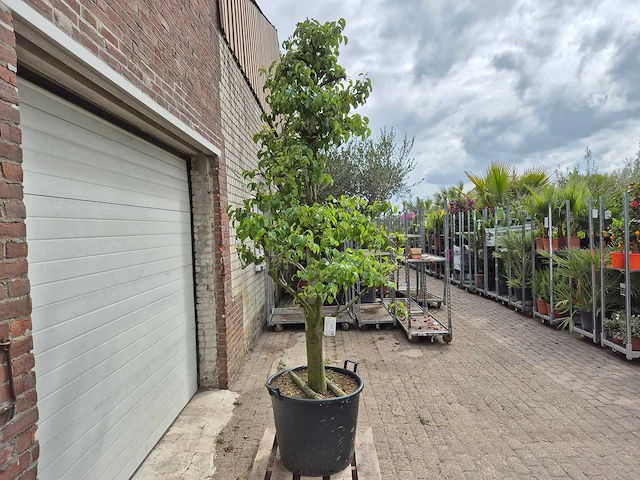 Perenboom doyenne du comice - fruit tree - pyrus communis - hoogte ca. 280cm - afbeelding 5 van  6