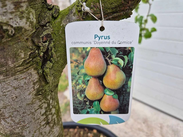 Perenboom doyenne du comice - fruit tree - pyrus communis - hoogte ca. 280cm - afbeelding 6 van  6