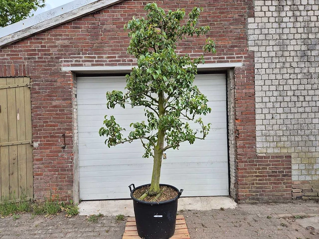 Perenboom doyenne du comice - fruit tree - pyrus communis - hoogte ca. 280cm - afbeelding 1 van  5