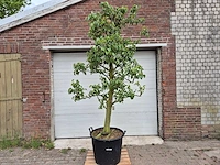Perenboom doyenne du comice - fruit tree - pyrus communis - hoogte ca. 280cm - afbeelding 1 van  5