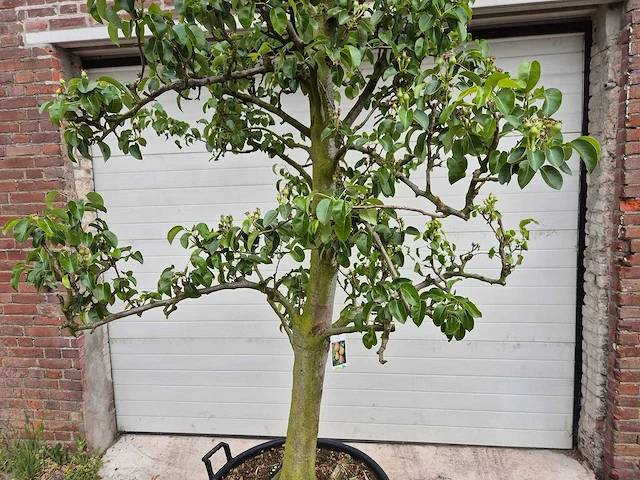Perenboom doyenne du comice - fruit tree - pyrus communis - hoogte ca. 280cm - afbeelding 2 van  5