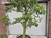 Perenboom doyenne du comice - fruit tree - pyrus communis - hoogte ca. 280cm - afbeelding 2 van  5