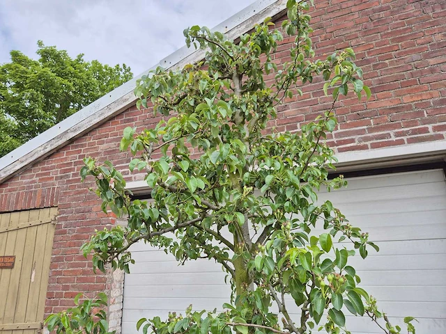 Perenboom doyenne du comice - fruit tree - pyrus communis - hoogte ca. 280cm - afbeelding 3 van  5