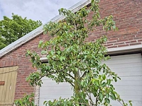Perenboom doyenne du comice - fruit tree - pyrus communis - hoogte ca. 280cm - afbeelding 3 van  5