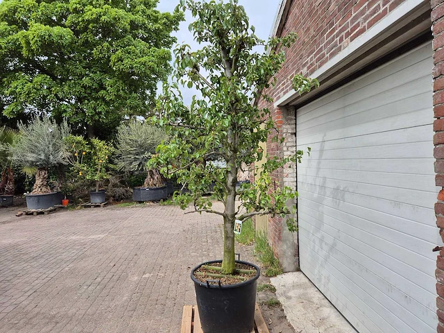 Perenboom doyenne du comice - fruit tree - pyrus communis - hoogte ca. 280cm - afbeelding 4 van  5