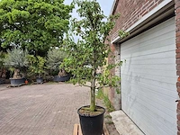 Perenboom doyenne du comice - fruit tree - pyrus communis - hoogte ca. 280cm - afbeelding 4 van  5