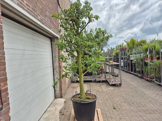 Perenboom doyenne du comice - fruit tree - pyrus communis - hoogte ca. 280cm - afbeelding 5 van  5