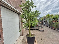 Perenboom doyenne du comice - fruit tree - pyrus communis - hoogte ca. 280cm - afbeelding 5 van  5