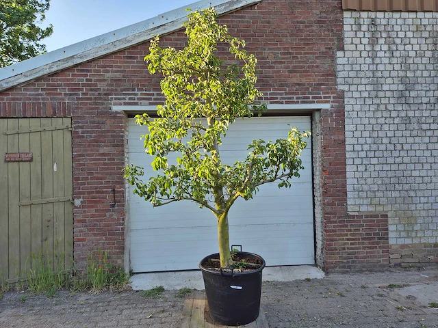 Perenboom doyenne du comice - fruit tree - pyrus communis - hoogte ca. 280cm - afbeelding 1 van  5