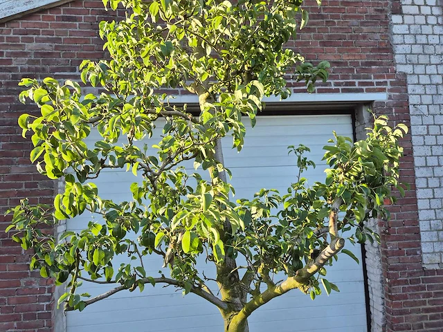 Perenboom doyenne du comice - fruit tree - pyrus communis - hoogte ca. 280cm - afbeelding 2 van  5