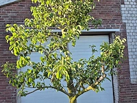 Perenboom doyenne du comice - fruit tree - pyrus communis - hoogte ca. 280cm - afbeelding 2 van  5